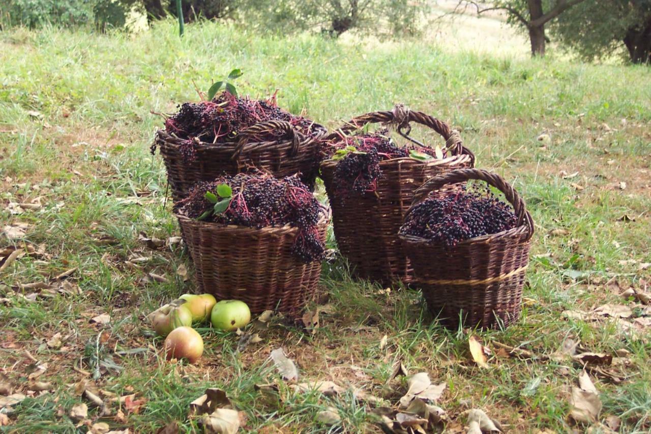 Bockelwitz Appel-Ranch 아파트 외부 사진